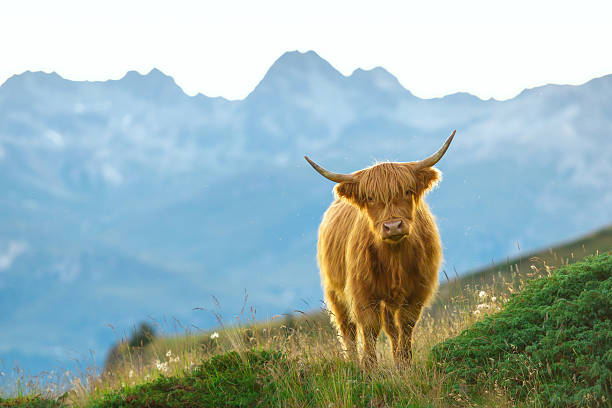 istock Highlander - Scottish cow On the Swiss Alps 486862984
