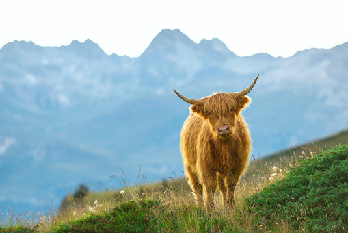 Highlander - Scottish cow On the Swiss Alps