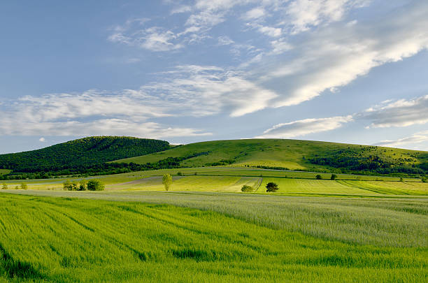 Green field  and bright blue sky stock photo