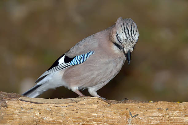 istock Jay (Garrulus Glandarius) in natural habitat 486862997