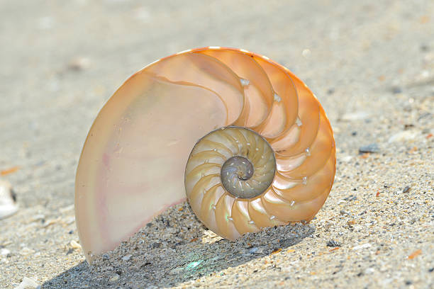Nautilus shell section stock photo