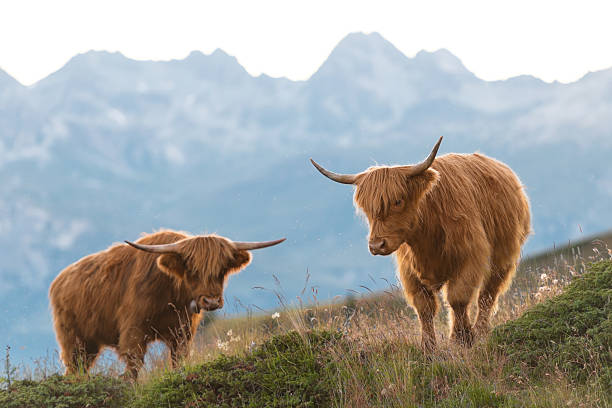 istock Two highlander - Scottish cow On the Swiss Alps 486863780