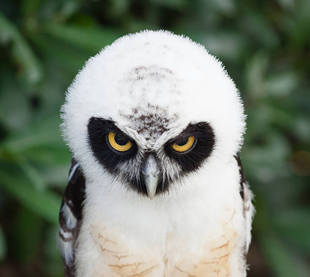 Portrait of Spectacled Owl Portrait of young Spectacled Owl (Pulsatrix perspicillata) spectacled owls (pulsatrix perspicillata) stock pictures, royalty-free photos & images