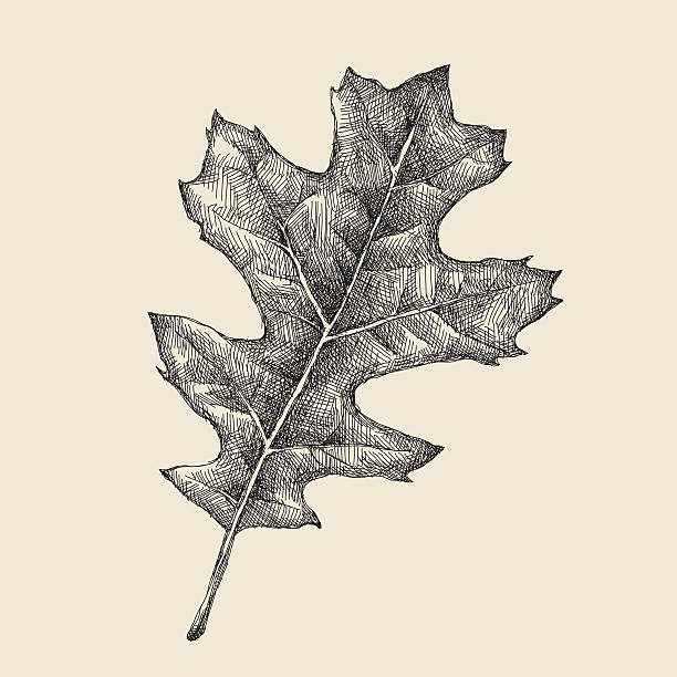 취명아주 그림이요 - oak leaf stock illustrations