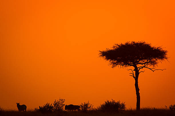 istock Sunset over the African Savannah with Tree and Animals 486865334