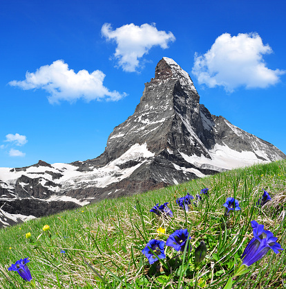 Matterhorn in the foreground blooming gentian, Pennine Alps, Switzerland