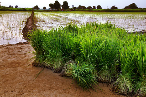 Fresh Rice Paddy Bundle stock photo