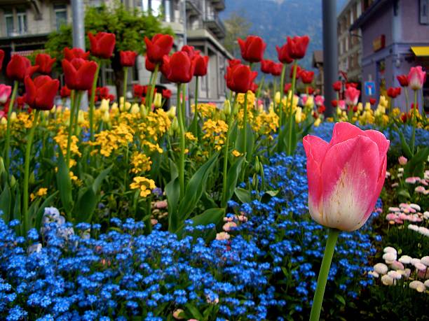Tulips bloom spring in Interlaken Switzerland Swiss Alps