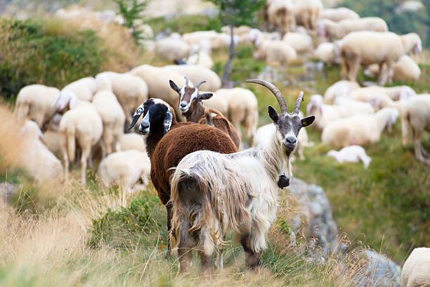 закупки коз и овчину вместе - sheep child farm livestock стоковые фото и изображения