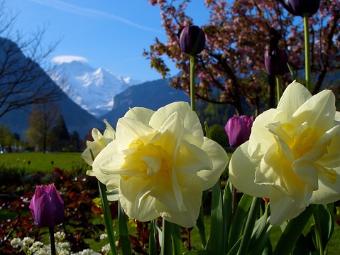 Daffodils Tulips blooming Jungfrau mountain in distance spring Interlaken Switzerland