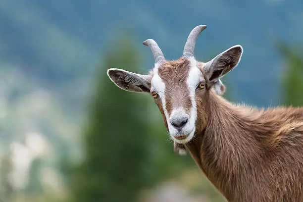 Photo of Goat looks at us