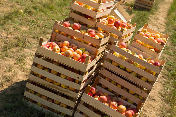 istock wooden boxes full of ripe apples 486869126