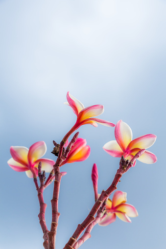 Pink Frangipani Flowers  in a garden.