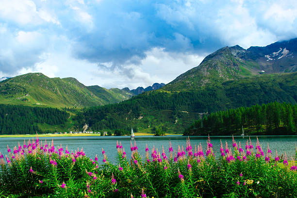 istock Chamerion angustifolium near alpin lake 486870122