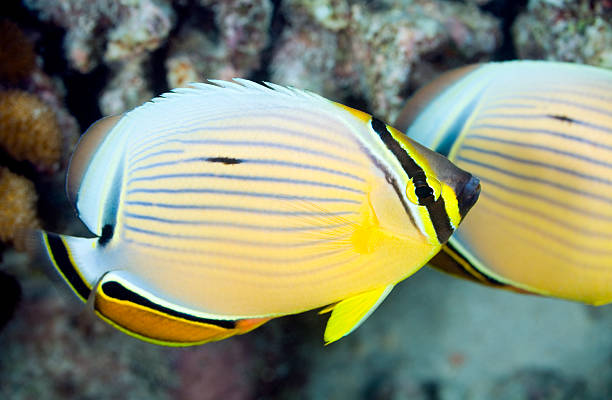 istock BUTTERFLYFISH/ chaetodon lunulatus 486870972