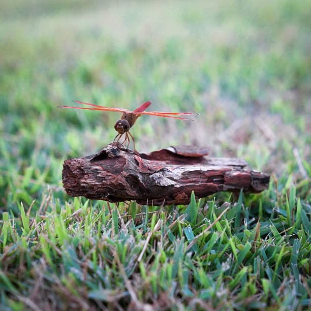 Dragonfly clinging to a blade of grass, select focus