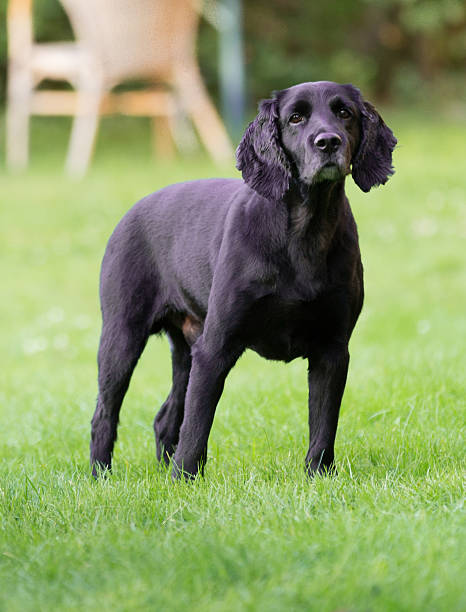 istock Black dog in garden 486872210