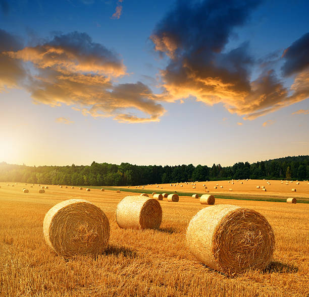 istock Straw bales on farmland 486872906