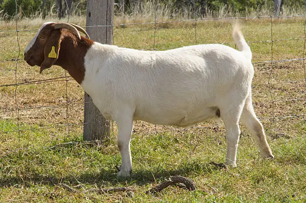 A young pure breed African Boer Goat on in the paddock farm.