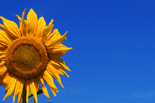 Sunflower against the blue sky on a sunny day.