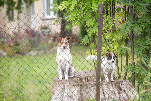Two dog sitting behind the fence on tree stump and watch the property.