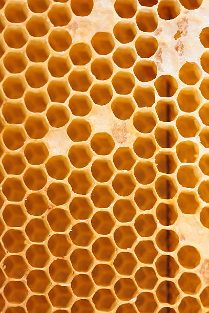 istock Honeycomb full of honey 486875854