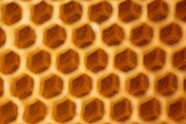 istock Honeycomb empty and full of honey 486875900