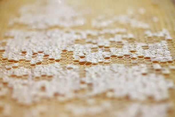 istock Honeycomb empty and full of honey 486875966
