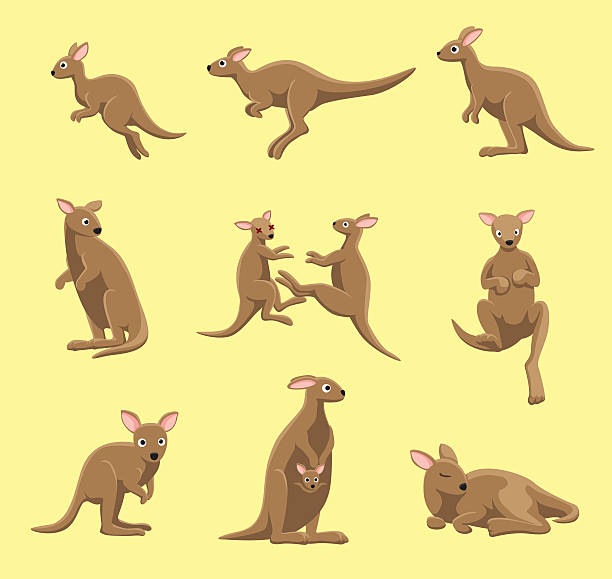 Kangaroo Poses Cartoon Vector Illustration Kangaroo cartoon EPS10 file format kangaroos fighting stock illustrations
