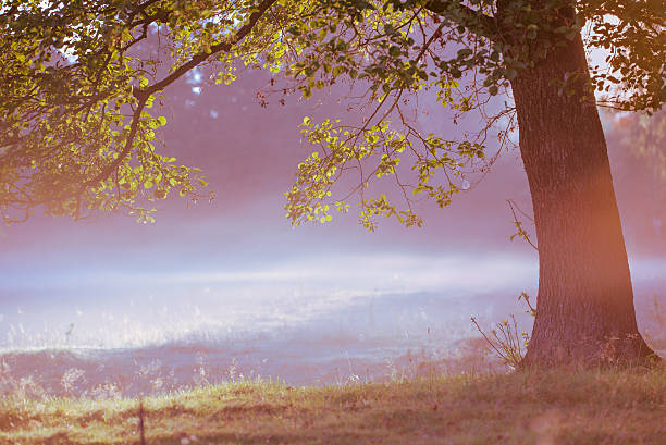 istock Tree over sunlight in foggy morning 486877622