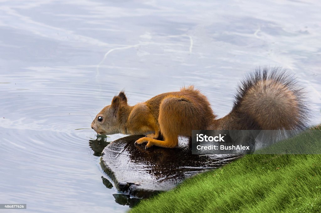 squirrel Squirrel drinking water in a pond 2015 Stock Photo