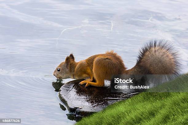 Squirrel Stock Photo - Download Image Now - 2015, Animal Hair, Fluffy