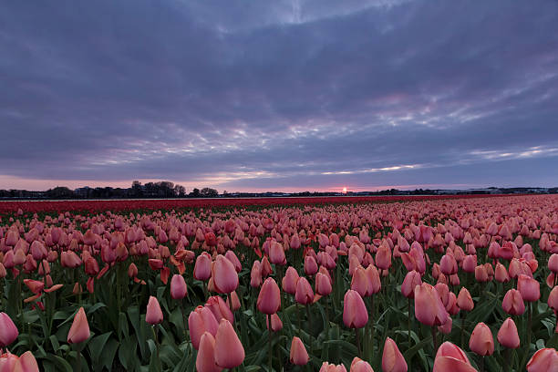 istock Stormy sky above a pink and red tulip field 486877763