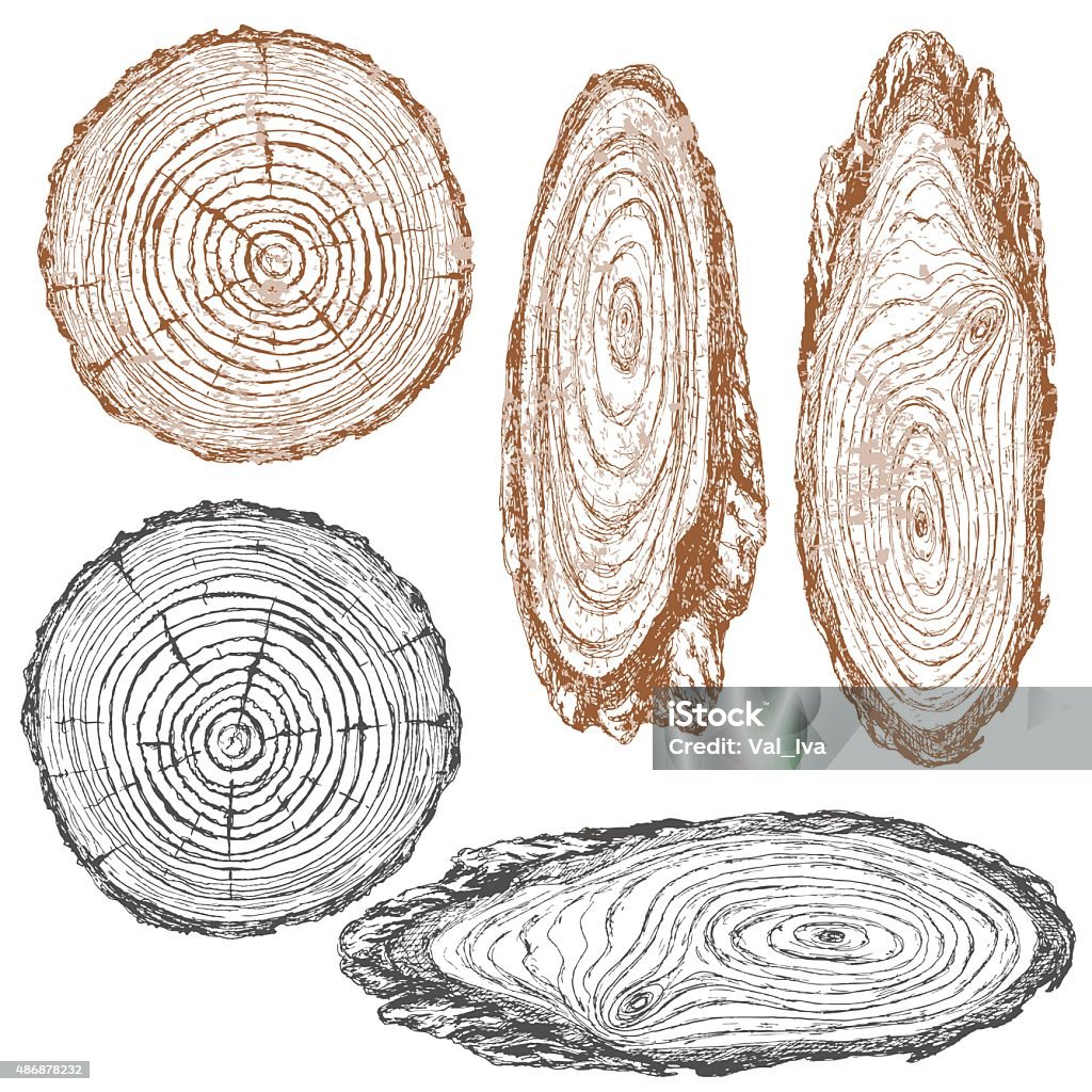 Wood texture of trunk tree sketch Round and oval cross section of tree trunk. Wooden texture with tree rings.  Hand drawn sketch. Tree Trunk stock vector