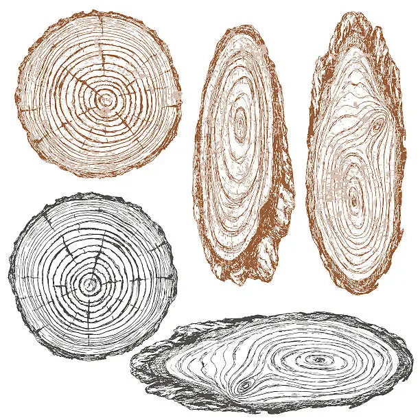 Vector illustration of Wood texture of trunk tree sketch