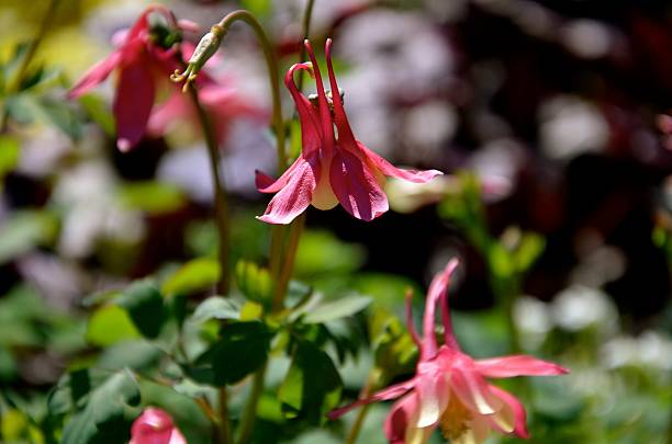 istock summer flowers in pink 486878529