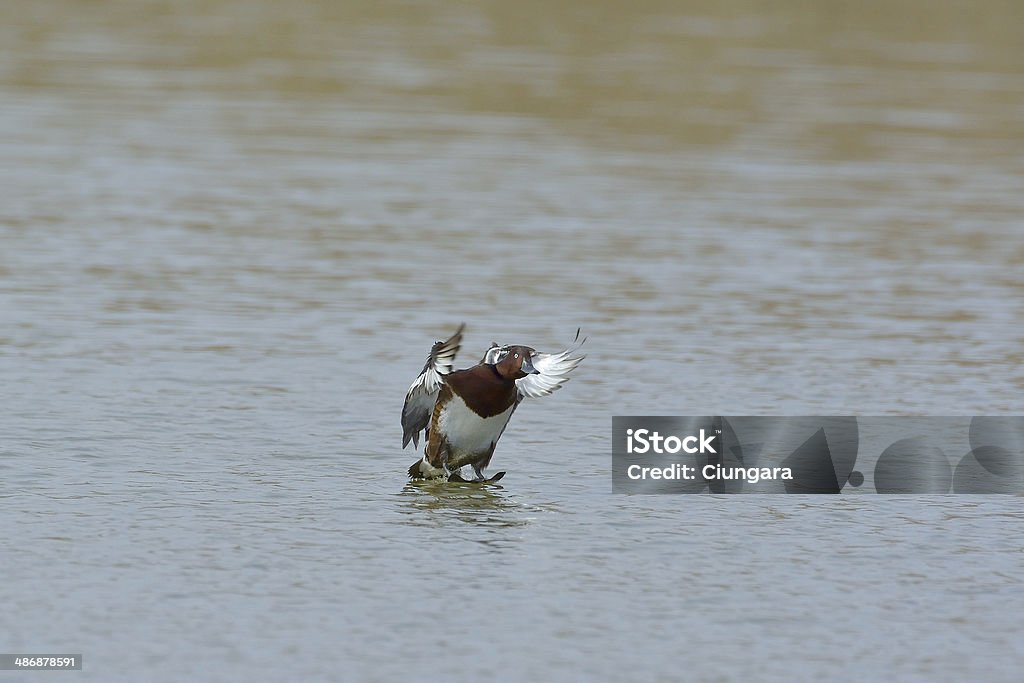 Corpo Ferruginoso de pato (Aythya nyroca) - Foto de stock de Animal royalty-free