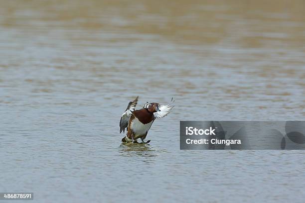 Foto de Corpo Ferruginoso De Pato e mais fotos de stock de Animal - Animal, Animal selvagem, Anseriformes