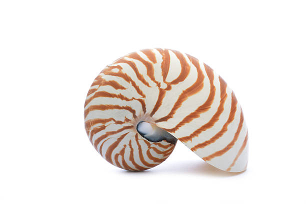 Nautillus shell on white background stock photo