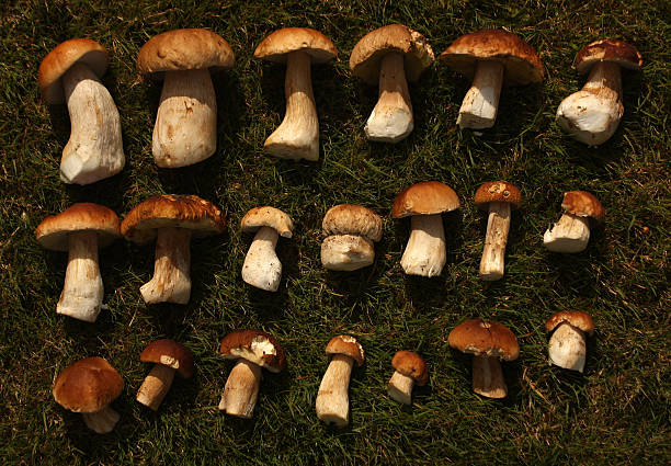 istock Mushrooms on grass. Seasonal harvest. 486878910