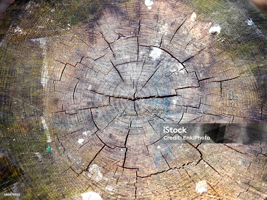 Cut trunk of a tree Cut trunk of a tree with inner rings and texture. 2015 Stock Photo