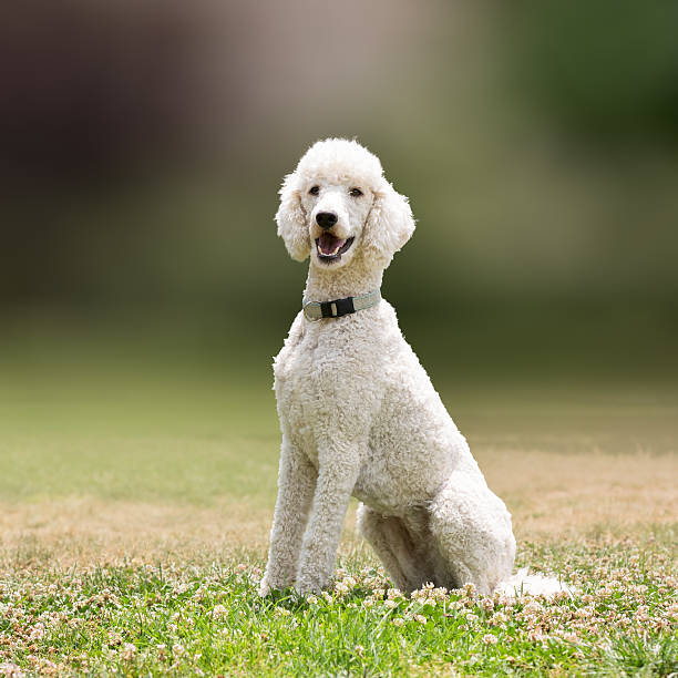 istock White poodle dog portrait. 486879170