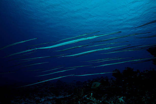 CORNETFISH / FISTULARIA COMMERSONI stock photo