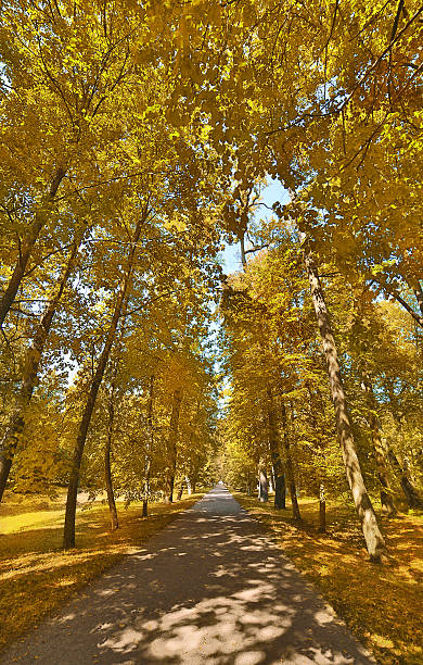 istock straight footpat between bright gold trees 486879920