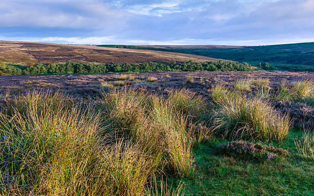 istock Heather in bloom, North York Moors, Yorkshire, UK. 486880381