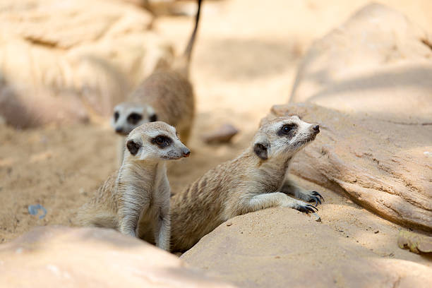 istock group of meerkat 486880625