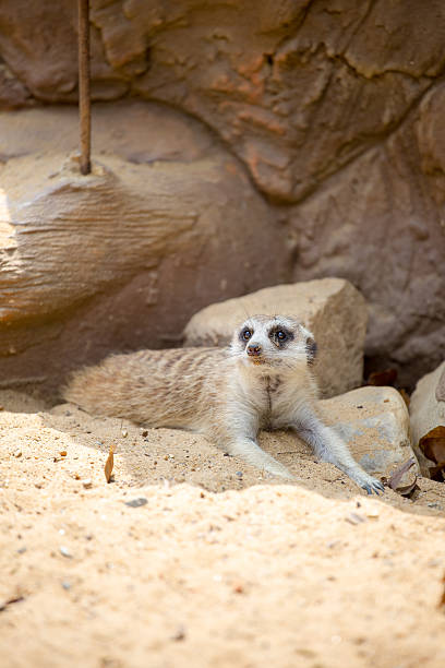 istock Meerkat lying on the sand 486880631
