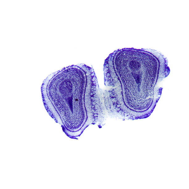 istock olfactory bulb of rat 486880715