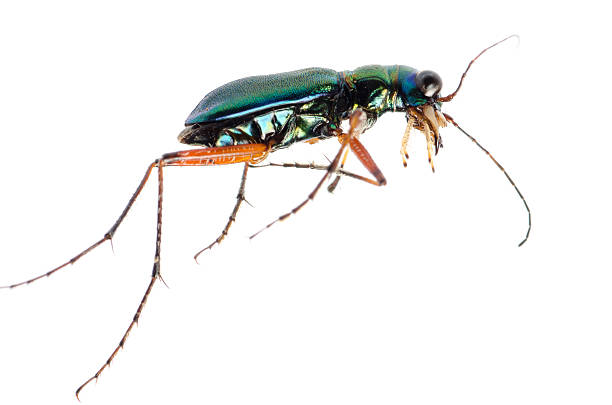 istock green tiger beetle, Hetodonta pulchella 486880745