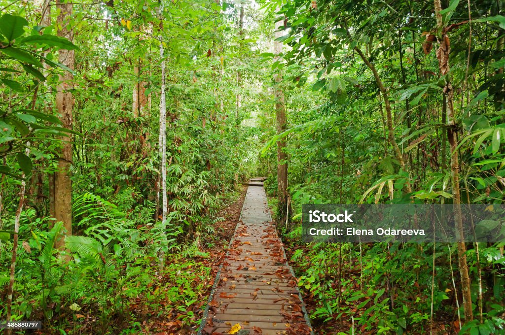 Taman Negara National Park Taman Negara National Park. Malaysia Adventure Stock Photo